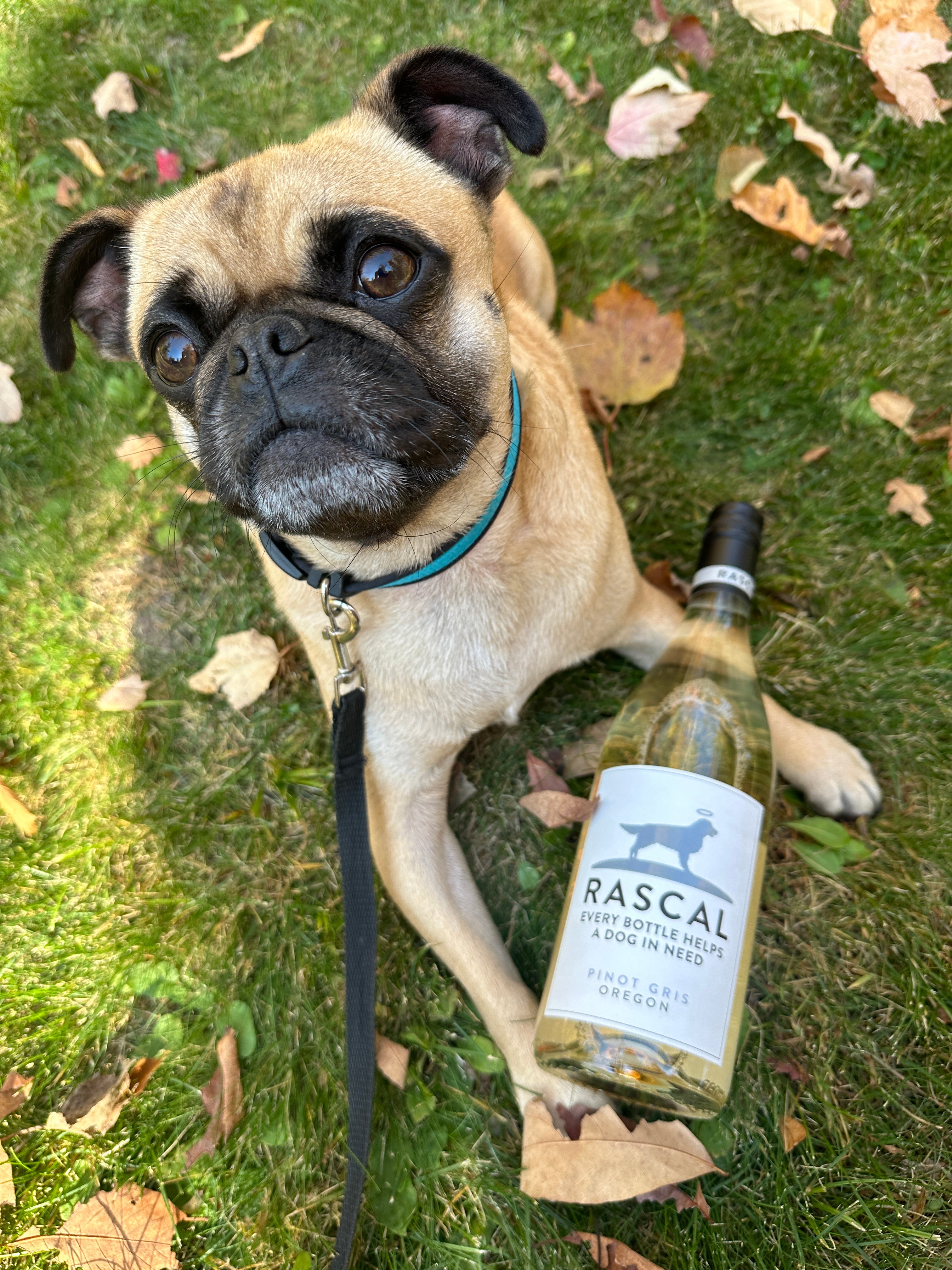 2024 Rascal Oregon Pinot Noir | Wine That Helps Dogs in Need